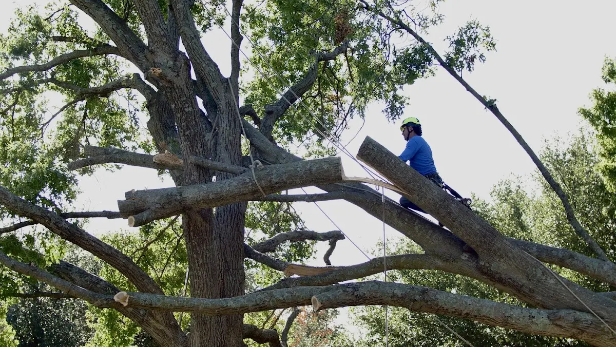 Professional Hazardous Tree Removal performed by certified arborists in Courtland